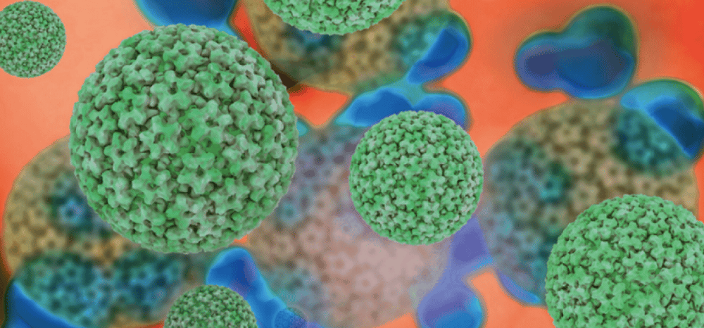 Ο ιός HPV κάτω από το μικροσκόπιο
